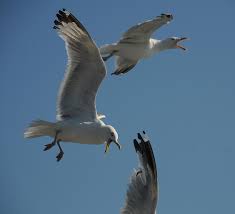 birds attacking a boat